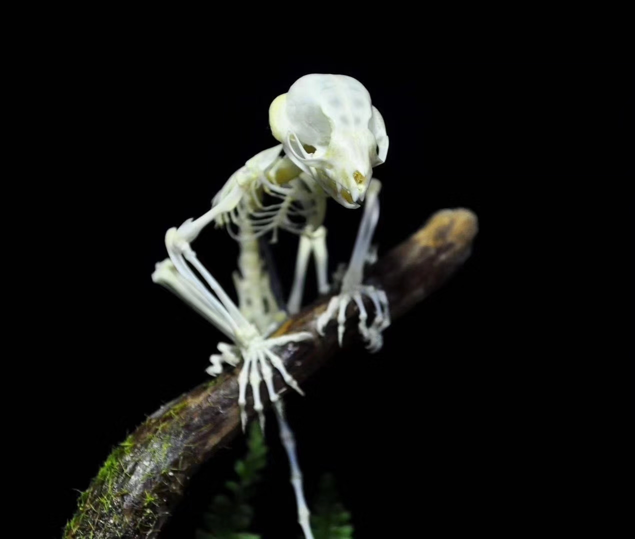 3D打印动物骨骼